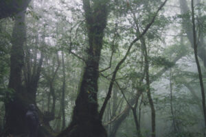 Keiko Sasaoka | 01
笹岡啓子「観光 KANKO」
鹿児島県熊毛郡上屋久町白谷雲水峡
タイプCプリント/ed.12
paper size：508×508mm