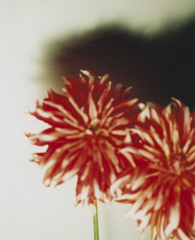 02 高橋万里子「月光 2. 赤い花」 タイプ Cプリント / ed. 10  作品サイズ：558×455mm