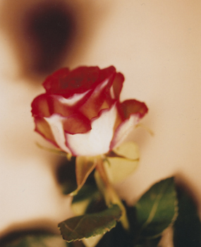 03 高橋万里子「月光 2. 赤い花」 タイプ Cプリント / ed. 10  作品サイズ：558×455mm