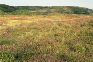 01 大友真志　「Mourai」 タイプCプリント / ed. 8 image size：237×316mm  paper size：279×356mm