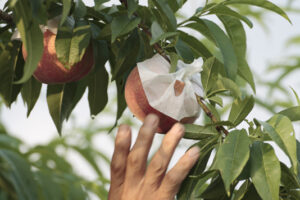 Takuro Yoneda／米田 拓朗: “Summer Study”