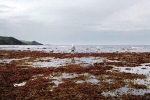 keiko-sasaoka-asahibe02