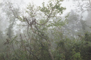 masashi otomo masashi otomo