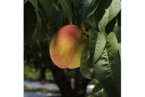 RIP202206_1-800×1202